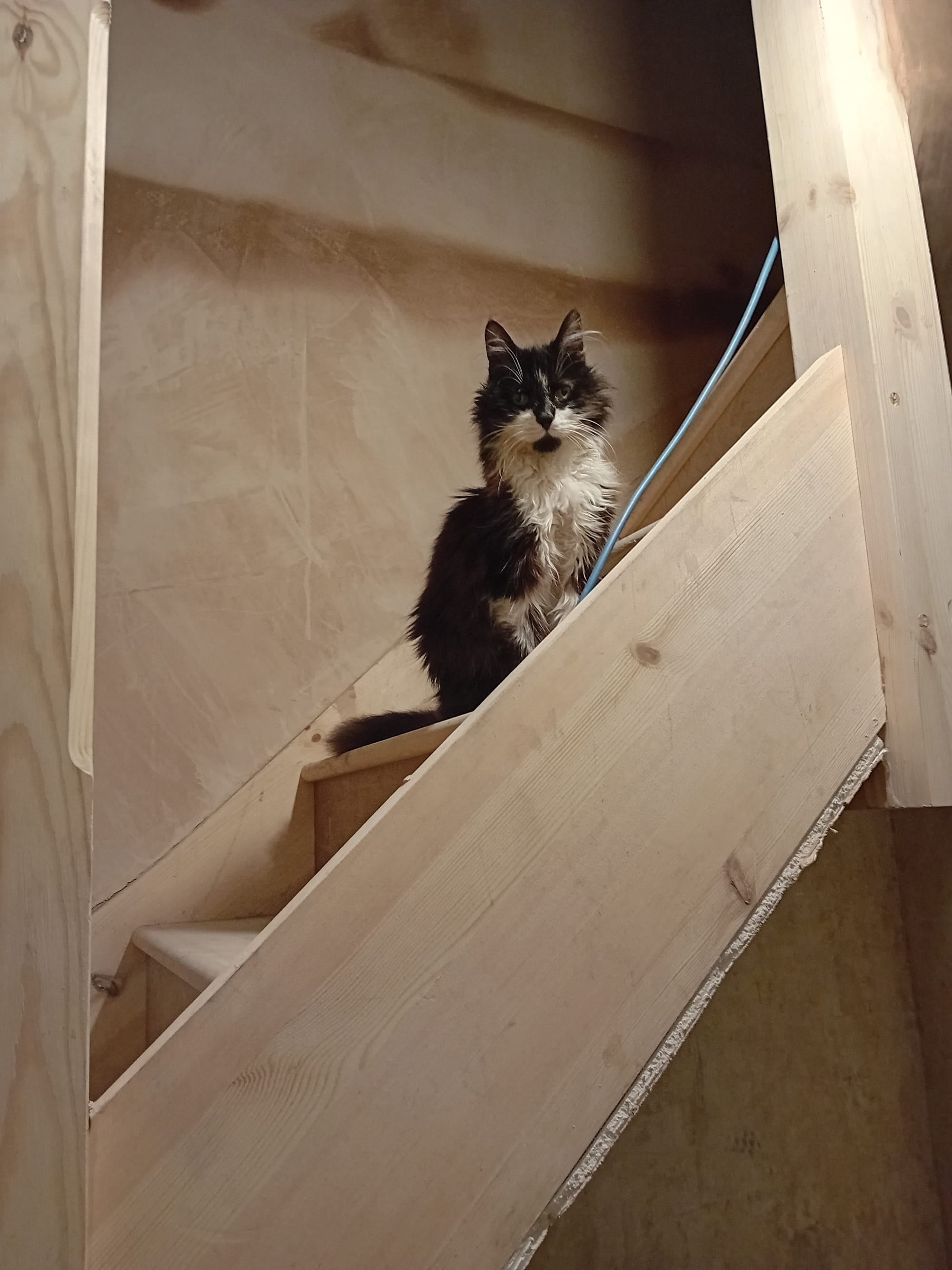Cat sitting on stairs - the all important cat inspection