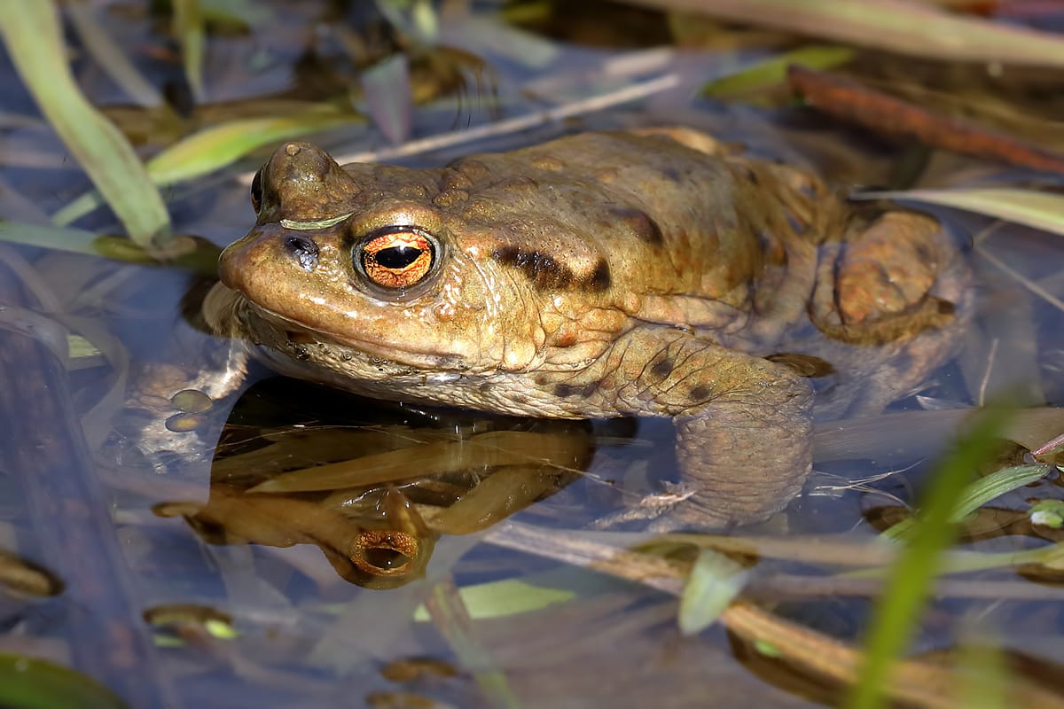 Common toad, a Lewisham species identified as at high risk.
