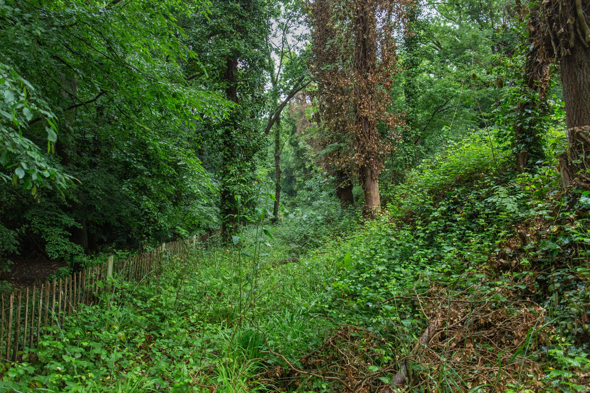 Sydenham Woods in full spring bloom, May 2025