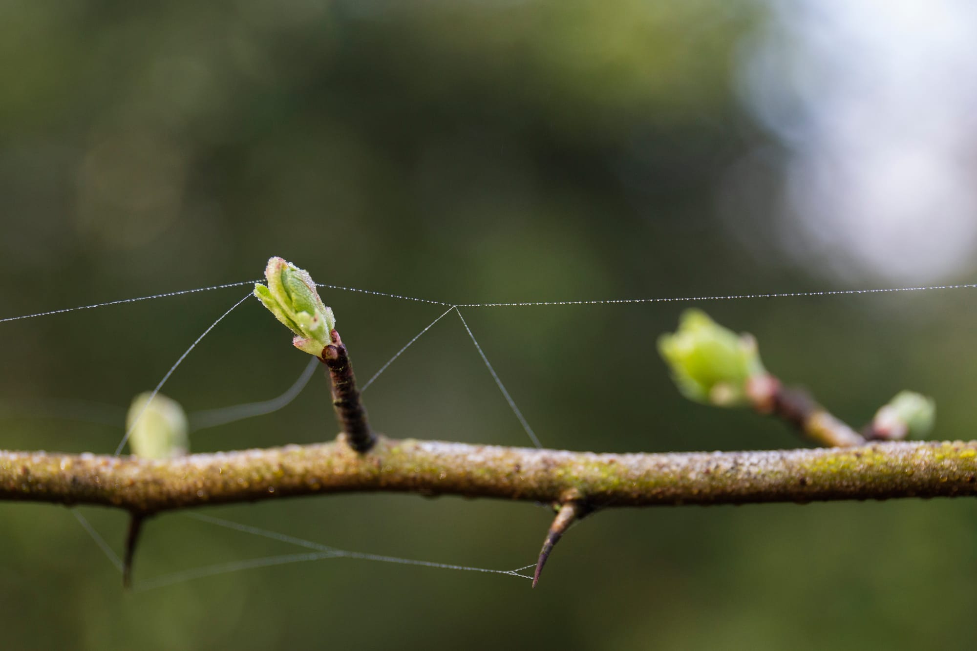 Young Hawthorn leaf emerging from its bud.