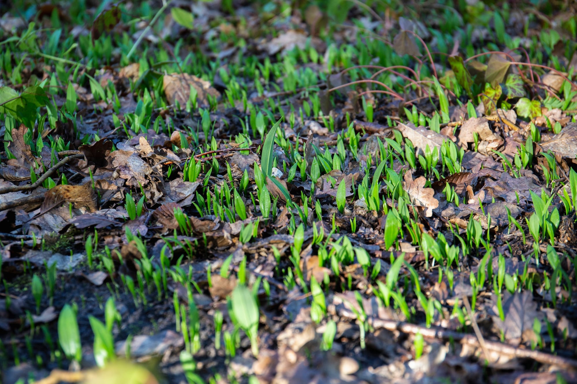 Wild garlic emerges from the ground.