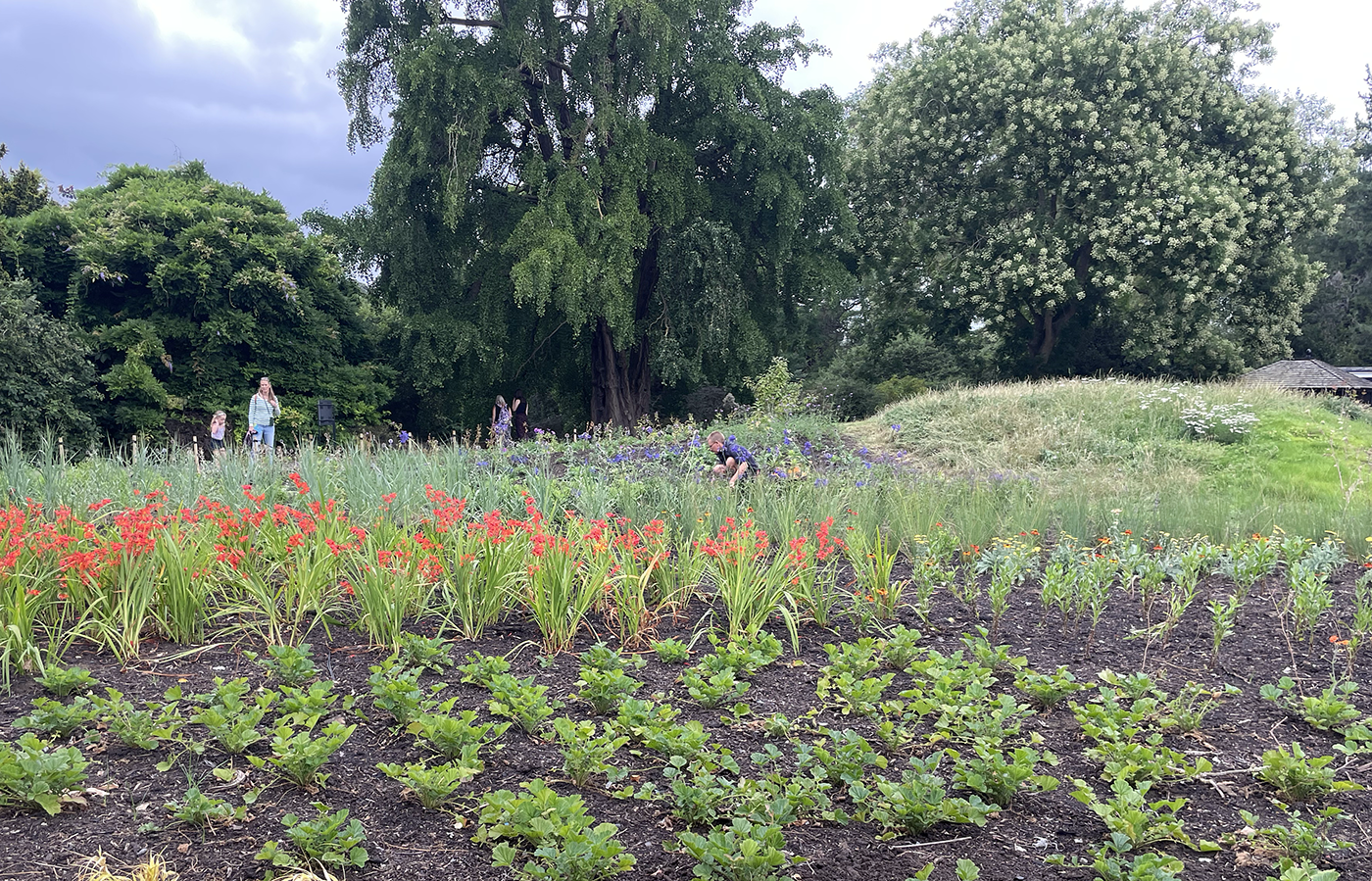 A gardener is partly hidden amongst the rows of new plants, showing an emergence of blooms in stripes.