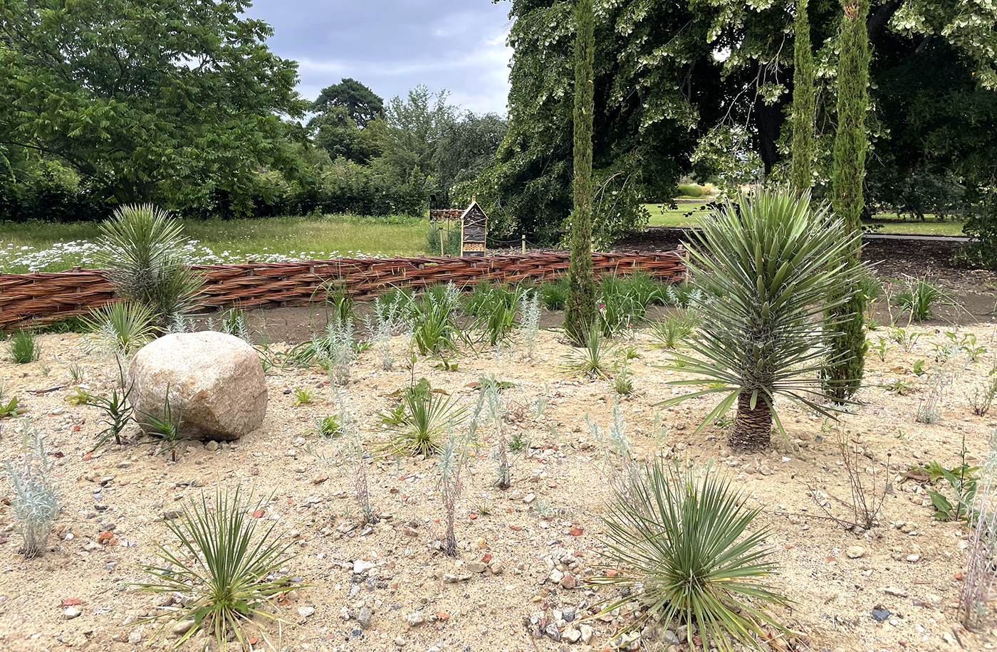 Small, spiky looking plants are sparsely populating a dry, sandy soil. Green grass and trees are visible behind.
