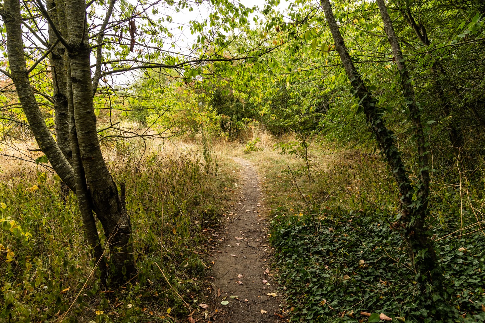 Path between trees at centre of common