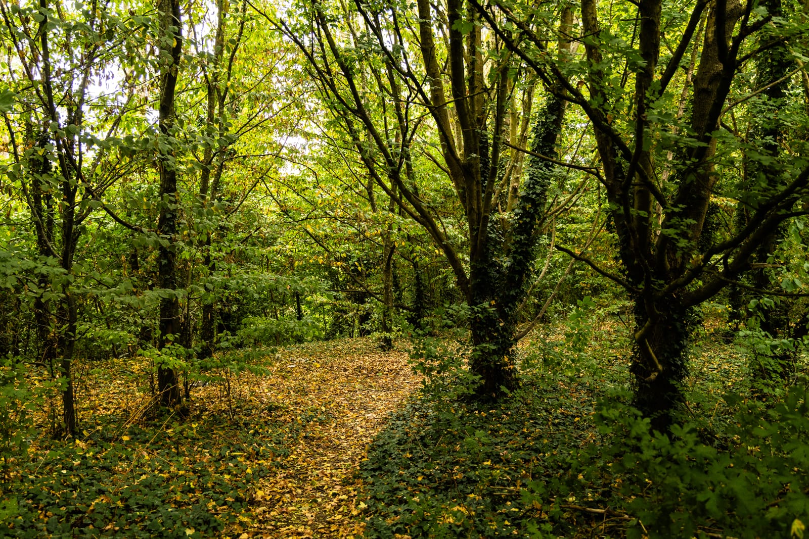 Woodland alongside Stadium Road.