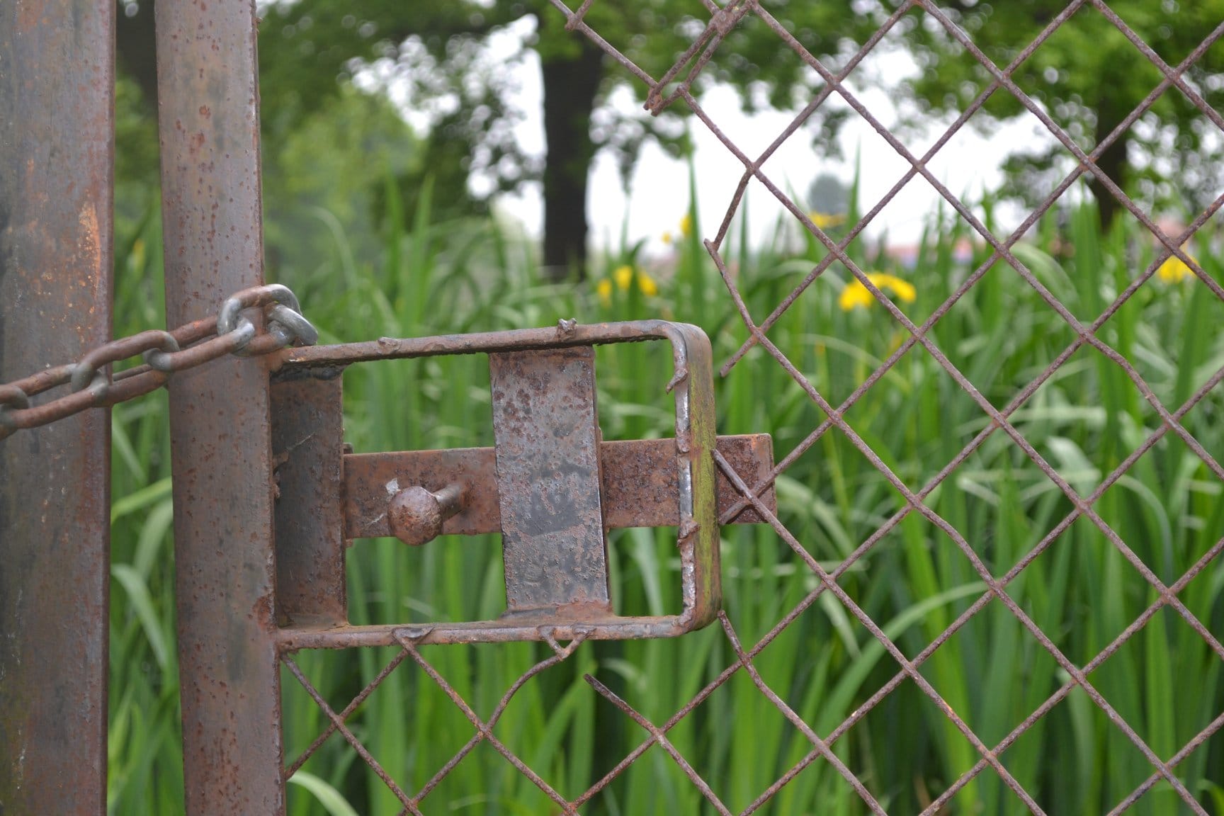A heavy chain locking the metal gate and fencing around the pond