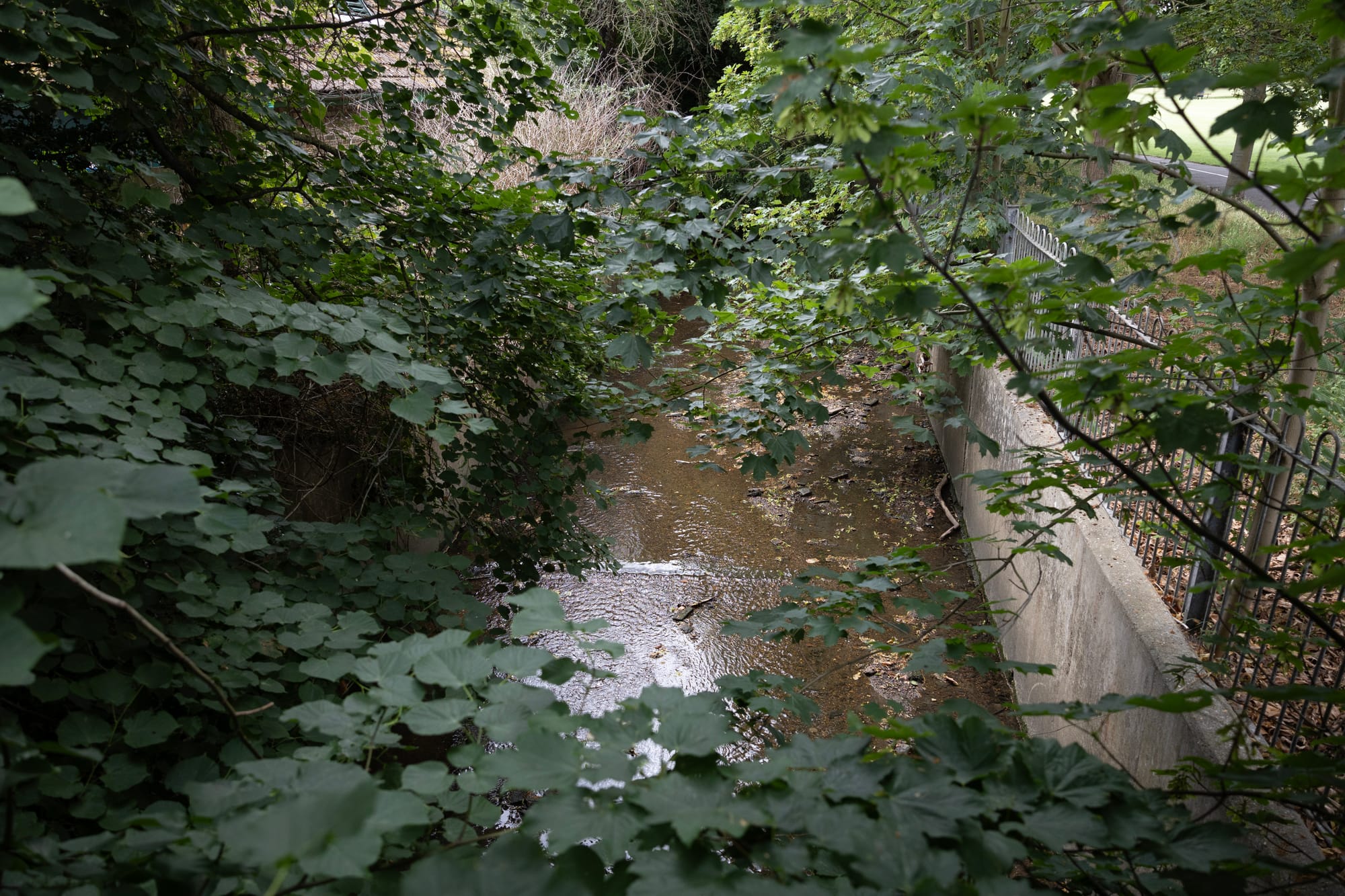 Mass death of eels and fish in River Pool, Beckenham after pollution incident