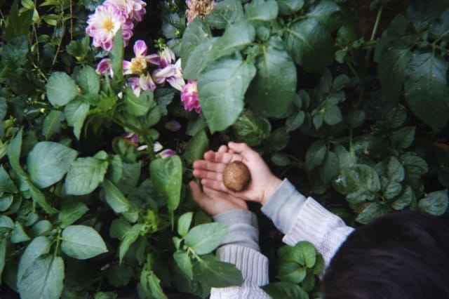 Child holding freshly dug potato in hands, plants around them.