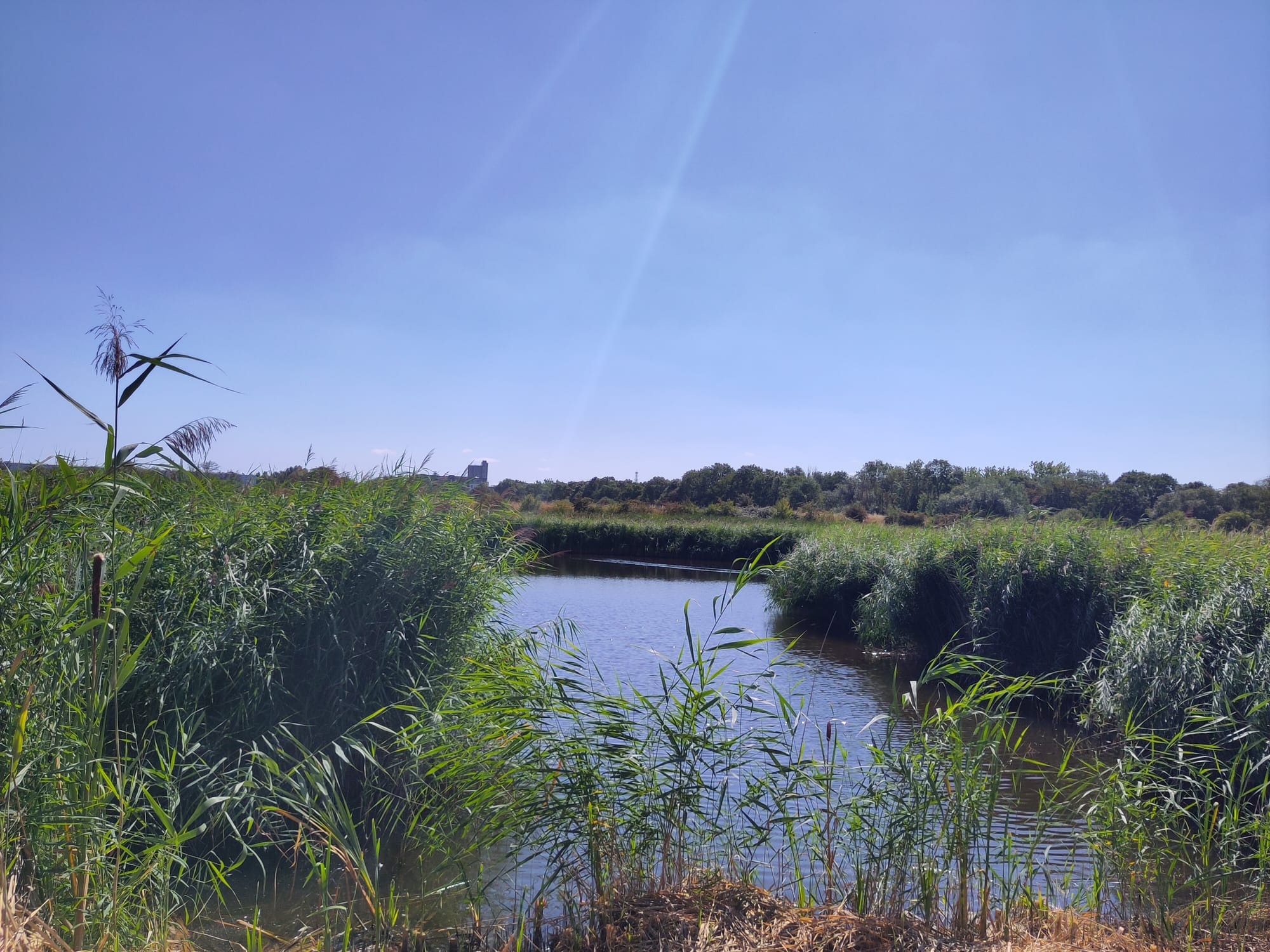 View across Crossness nature reserve - open landscape of watercourse, grasses and reeds. 