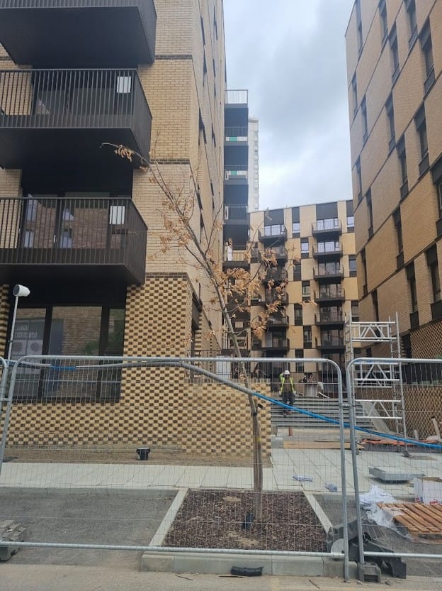 A dead newly planted tree on the unfinished Deptford Edge development, new construction behind with caption climate change presents another challenge to greening Evelyn.