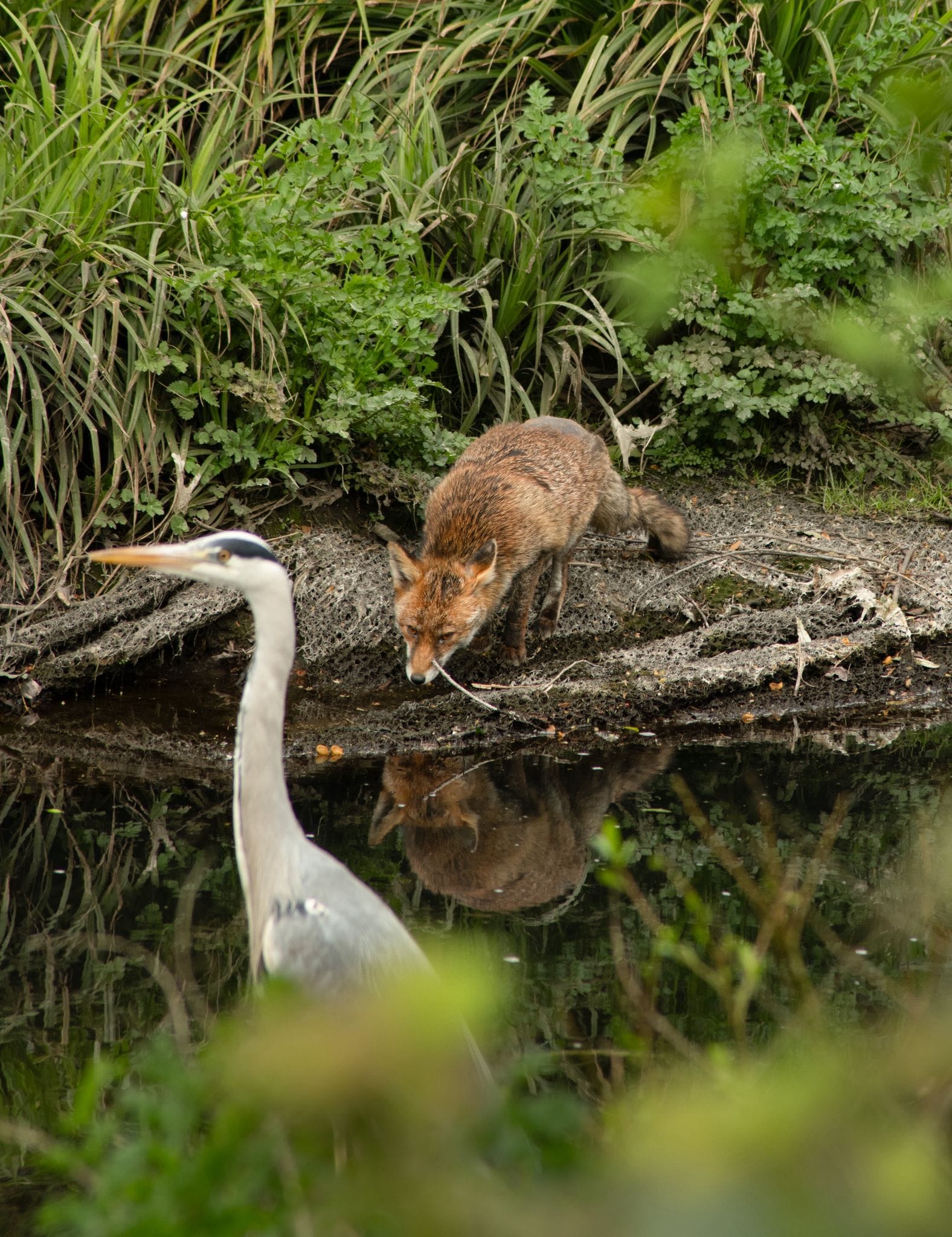 Fox at water's edge eying up heron in the water, heron is looking in other direction. Brookmill Park.