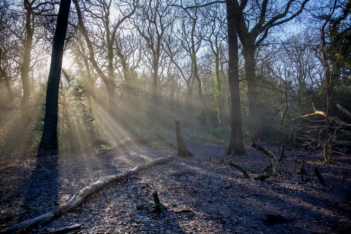 Sydenham Hill and Dulwich Woods: A hidden gem in south east London