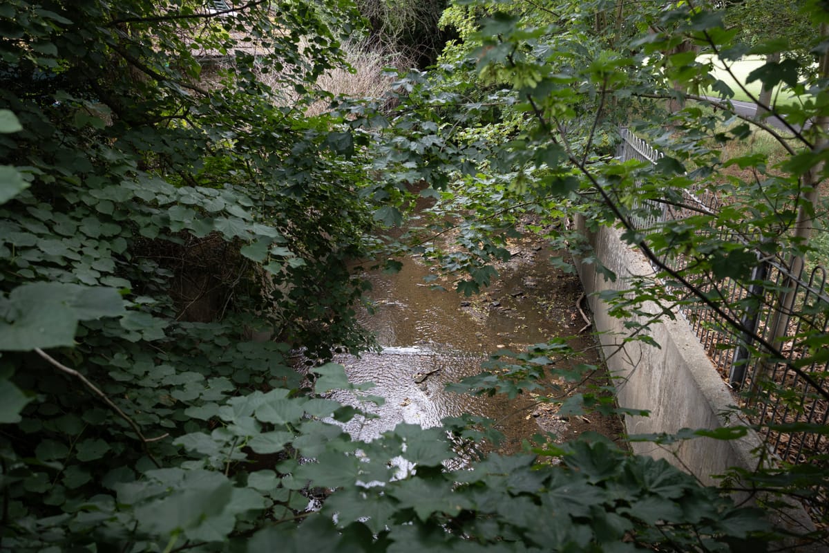 Mass death of eels and fish in River Pool, Beckenham after pollution incident