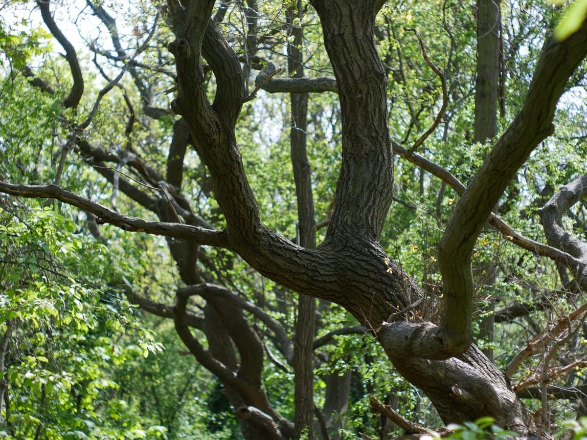 How volunteers created Buckthorne nature reserve .. and the vision for Gorne Wood