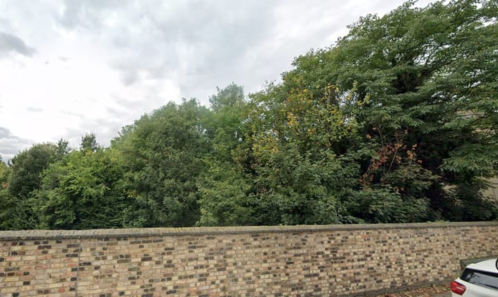 Range of trees seen above brick wall