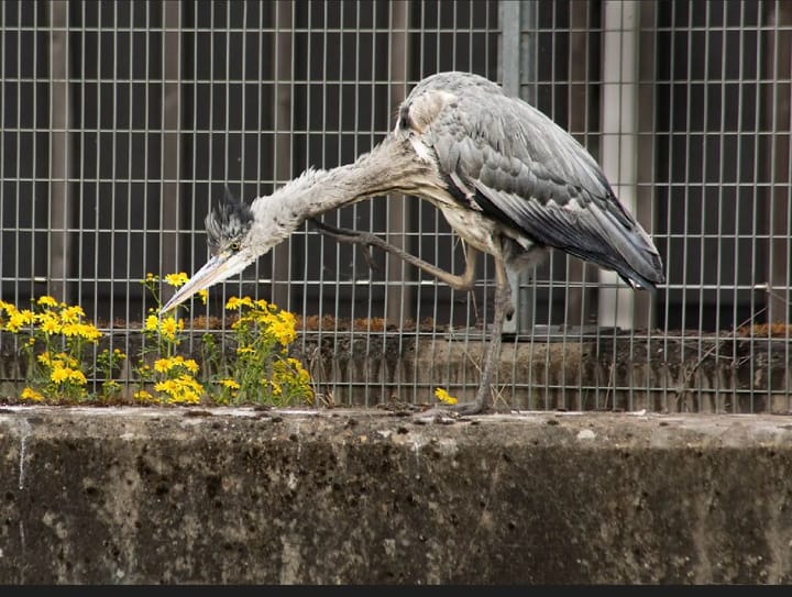 Juvenile Heron perched on wall at Brookmill Park