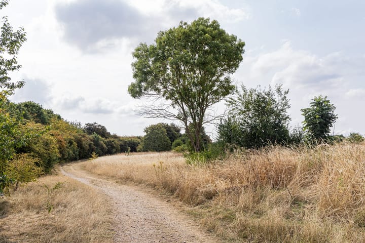 Path and tree on Woolwich Common