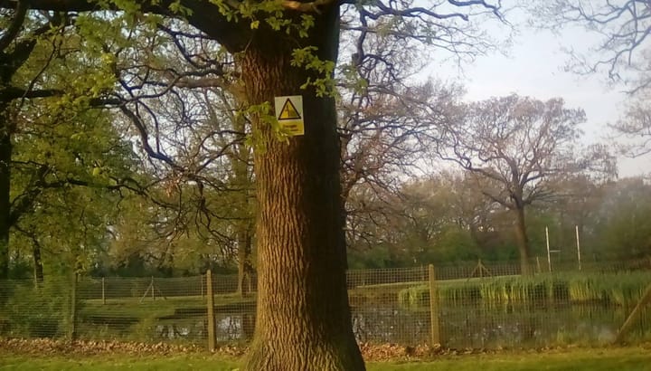 Tree in front of the Green Woman Oasis pond with playing fields visible in the background.  