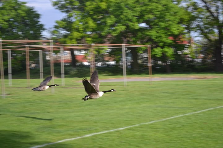 Canada geese flying over the Whitefoot Lane playing fields towards the pond.