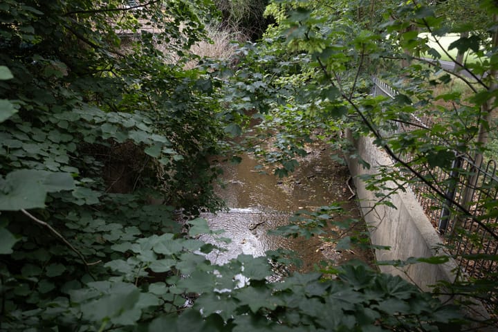 River Pool at Cator Park - image of brown looking water with wall to park on one side, trees and undergrowth above. 