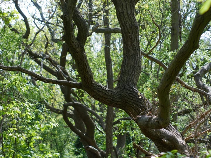 Knarled and twisted tree trunks with leaves behind them. 
