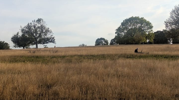 Brown grass across the sweep of Blythe Hill park, trees on skyline. 